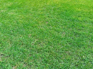 Wendi P.'s lawn care service result