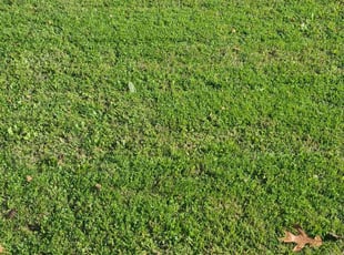 Kristy B.'s turf care service result