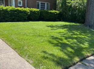 Alexis O.'s lawn care services service result
