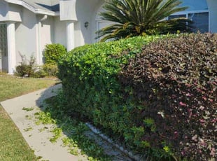 Drew C.'s Bush Trimming service result