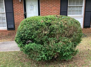 David W.'s Bush Trimming service result