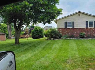 Sabrina C.'s grass cutting service result