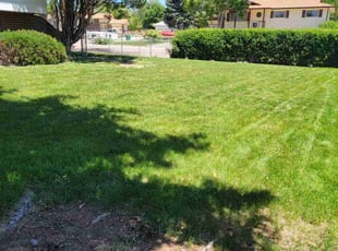 Jennifer Y.'s grass maintenance service result