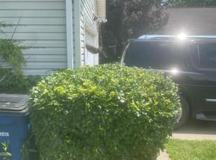 Millie D.'s Bush Trimming service result
