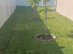 Jasmine S.'s lawn care services service result