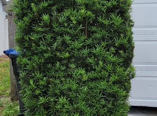 Jack K.'s Bush Trimming service result