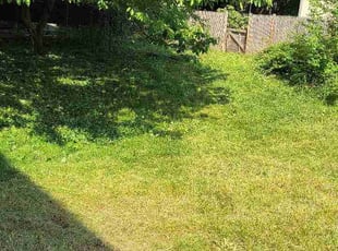 Dee T.'s turf maintenance service result