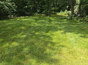 Silvia C.'s yard maintenance service result