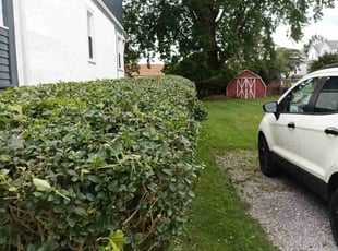 Anjanette J.'s Bush Trimming service result