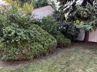 Tanisha P.'s turf care service result