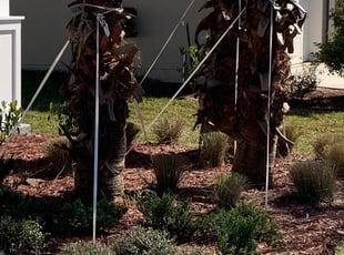 Sandra K.'s Bush Trimming service result