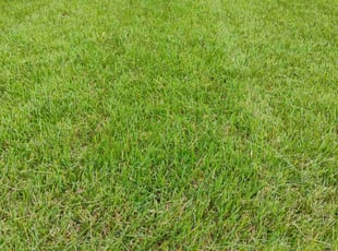 Vincent W.'s turf care service result