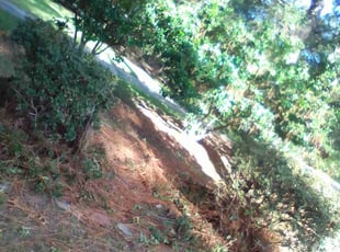 Stephanie S.'s Bush Trimming service result