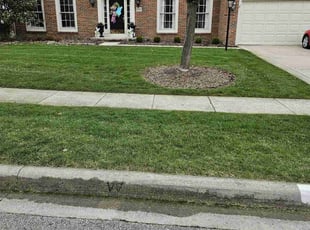 LuAnn P.'s turf care service result