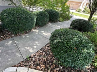 Deana Z.'s Bush Trimming service result