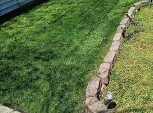 Adam M.'s turf care service result