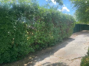 David R.'s Bush Trimming service result