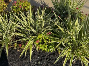 Jade B.'s Leaf Removal service result