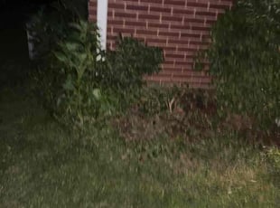 Margaret S.'s Bush Trimming service result