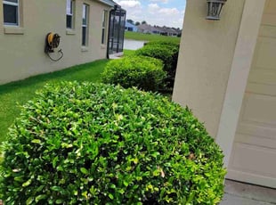 Josh P.'s Bush Trimming service result