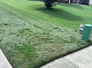 Tara M.'s turf care service result