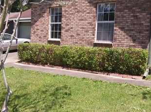 Catherine C.'s Bush Trimming service result