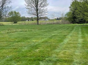 Adam G.'s lawn care service result