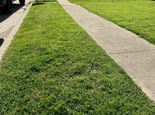 Monique B.'s lawn care service result