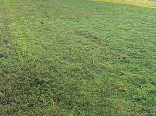 Richard W.'s grass maintenance service result