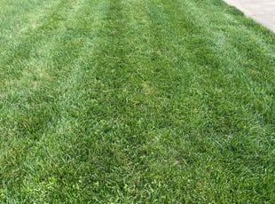 John K.'s lawn maintenance service result