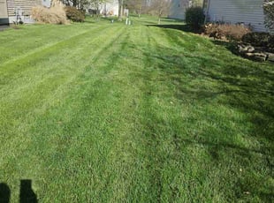 Vendra C.'s grass cutting service result