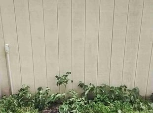 Carmen C.'s Bush Trimming service result