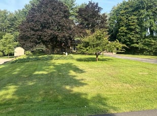 Andres A.'s grass maintenance service result