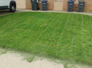 Barbara L.'s grass maintenance service result