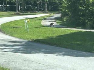 Kathleen A.'s Landscaping service result