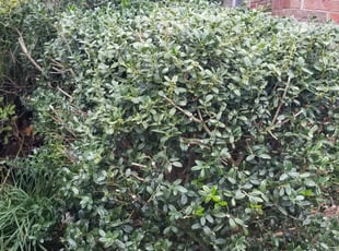 Janine S.'s Bush Trimming service result