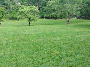 Esteban F.'s grass maintenance service result