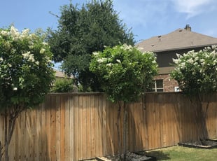 Darsea S.'s Bush Trimming service result