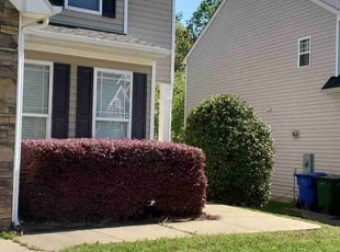 Jason P.'s Bush Trimming service result