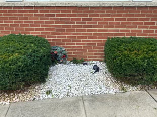 Isaac S.'s Bush Trimming service result
