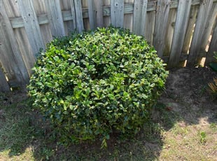 Jamie S.'s Bush Trimming service result