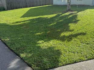 Aida R.'s grass maintenance service result