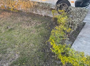 Evan E.'s Bush Trimming service result
