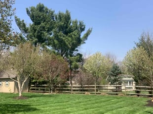 Dean A.'s grass maintenance service result