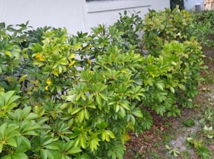 Bobby D.'s Bush Trimming service result