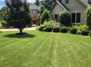 Janet P.'s turf care service result
