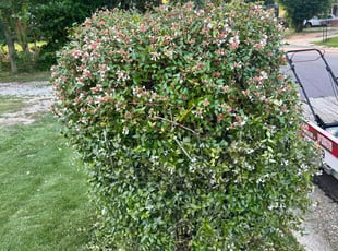 Matt H.'s Bush Trimming service result