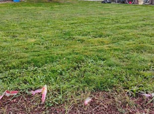 Sharon H.'s lawn maintenance service result