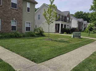 Mandy L.'s grass cutting service result