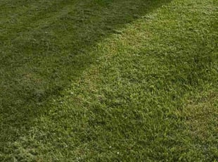 Bonnie K.'s lawn care service result